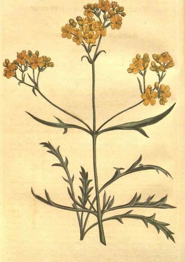 Reproducción/Reproduction 8447526697: Curtis's botanical magazine.. London ;New York [etc.] :Academic Press [etc.]