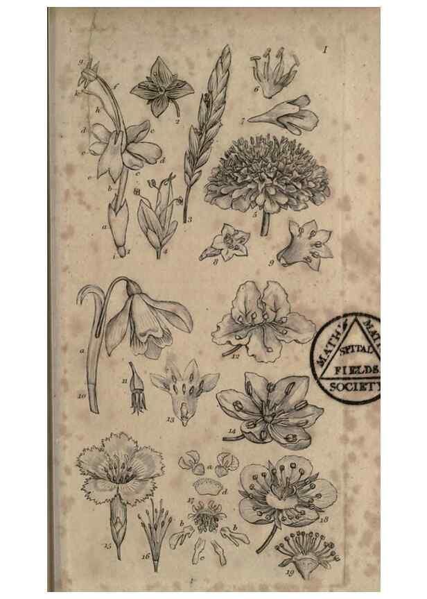 Reproducción/Reproduction 8447398551: A grammar of botany,. London,Longman,1821.