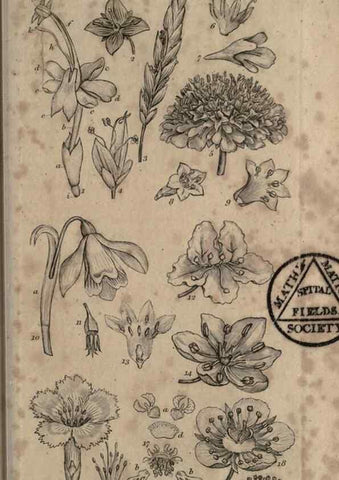 Reproducción/Reproduction 8447398551: A grammar of botany,. London,Longman,1821.