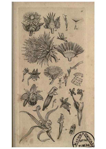 Reproducción/Reproduction 8448489302: A grammar of botany,. London,Longman,1821.