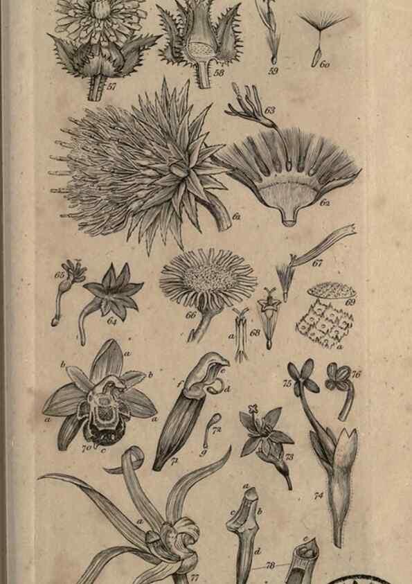 Reproducción/Reproduction 8448489302: A grammar of botany,. London,Longman,1821.
