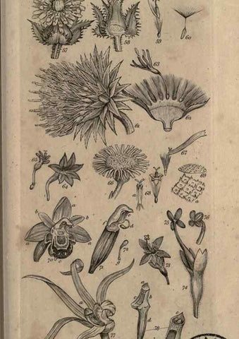 Reproducción/Reproduction 8448489302: A grammar of botany,. London,Longman,1821.