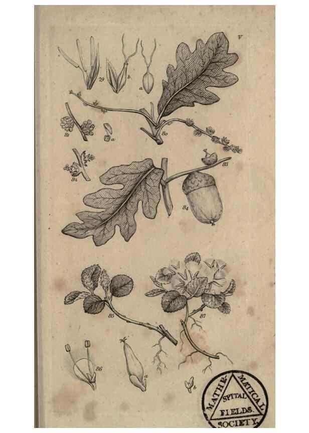 Reproducción/Reproduction 8448489928: A grammar of botany,. London,Longman,1821.