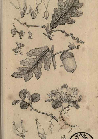 Reproducción/Reproduction 8448489928: A grammar of botany,. London,Longman,1821.