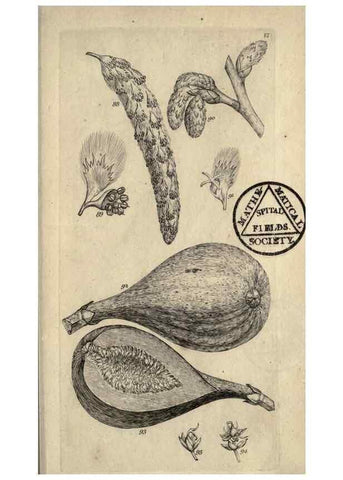 Reproducción/Reproduction 8447401373: A grammar of botany,. London,Longman,1821.