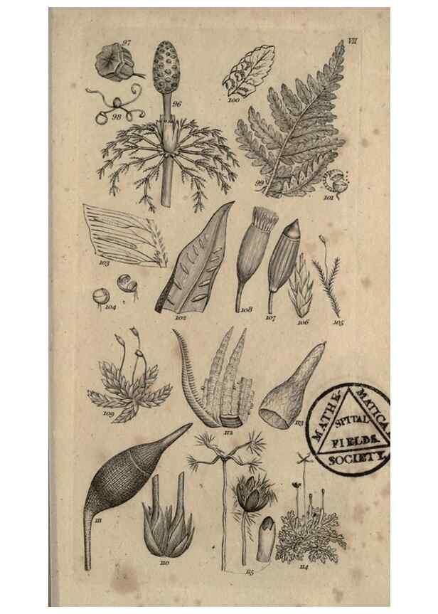 Reproducción/Reproduction 8448491020: A grammar of botany,. London,Longman,1821.