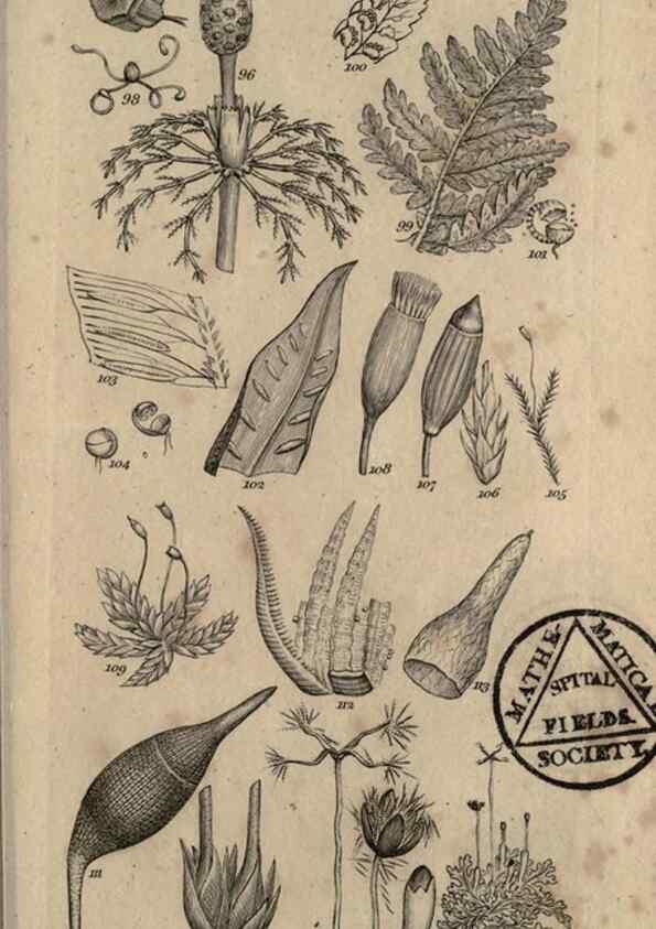 Reproducción/Reproduction 8448491020: A grammar of botany,. London,Longman,1821.