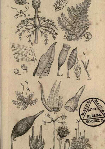 Reproducción/Reproduction 8448491020: A grammar of botany,. London,Longman,1821.