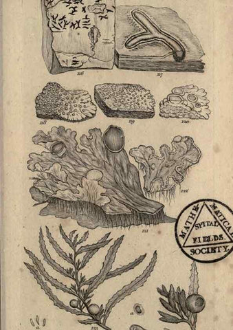 Reproducción/Reproduction 8447402427: A grammar of botany,. London,Longman,1821.