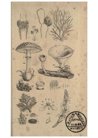 Reproducción/Reproduction 8447402933: A grammar of botany,. London,Longman,1821.
