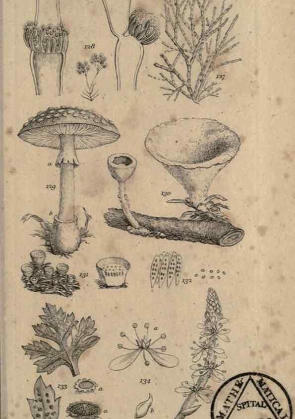 Reproducción/Reproduction 8447402933: A grammar of botany,. London,Longman,1821.