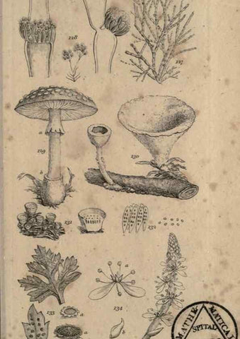 Reproducción/Reproduction 8447402933: A grammar of botany,. London,Longman,1821.