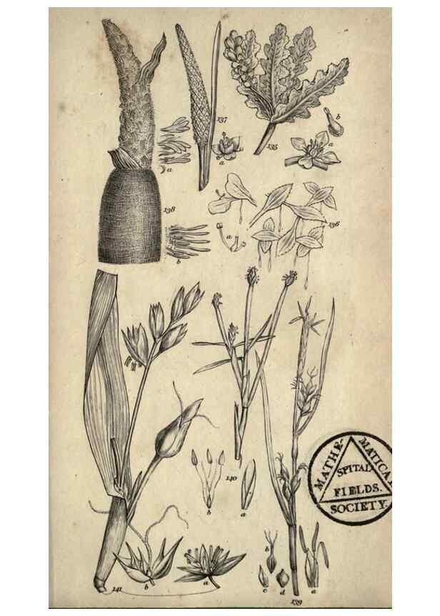 Reproducción/Reproduction 8448492720: A grammar of botany,. London,Longman,1821.