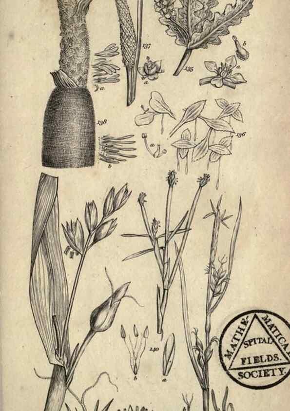Reproducción/Reproduction 8448492720: A grammar of botany,. London,Longman,1821.