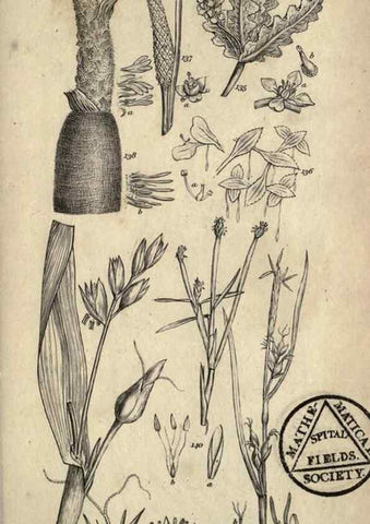 Reproducción/Reproduction 8448492720: A grammar of botany,. London,Longman,1821.