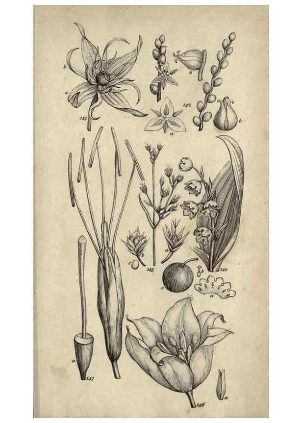 Reproducción/Reproduction 8447404157: A grammar of botany,. London,Longman,1821.