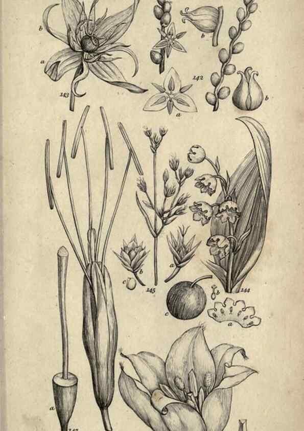 Reproducción/Reproduction 8447404157: A grammar of botany,. London,Longman,1821.