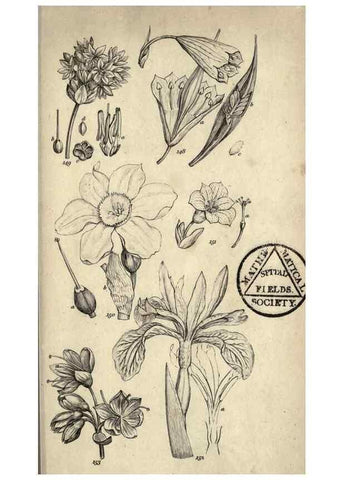 Reproducción/Reproduction 8448494098: A grammar of botany,. London,Longman,1821.