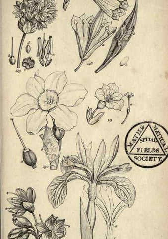 Reproducción/Reproduction 8448494098: A grammar of botany,. London,Longman,1821.