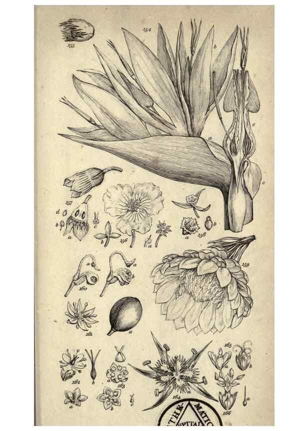 Reproducción/Reproduction 8447405605: A grammar of botany,. London,Longman,1821.