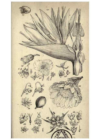 Reproducción/Reproduction 8447405605: A grammar of botany,. London,Longman,1821.