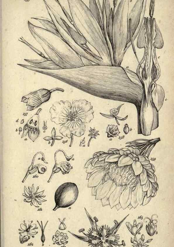 Reproducción/Reproduction 8447405605: A grammar of botany,. London,Longman,1821.