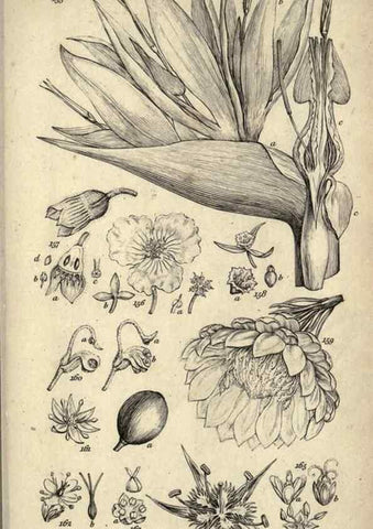 Reproducción/Reproduction 8447405605: A grammar of botany,. London,Longman,1821.