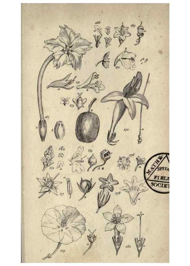 Reproducción/Reproduction 8448495206: A grammar of botany,. London,Longman,1821.