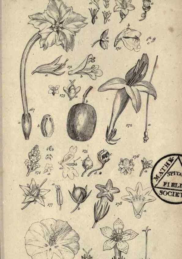 Reproducción/Reproduction 8448495206: A grammar of botany,. London,Longman,1821.