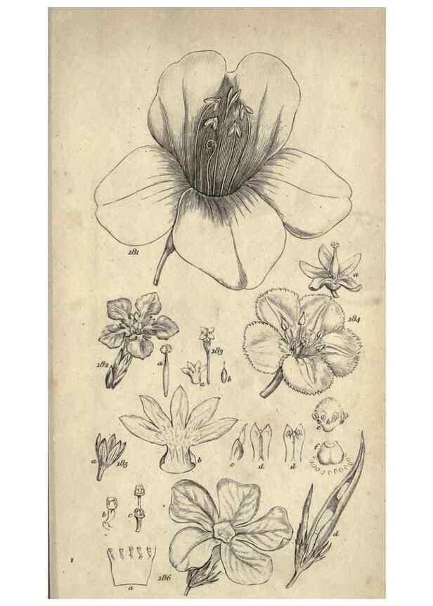 Reproducción/Reproduction 8448495594: A grammar of botany,. London,Longman,1821.