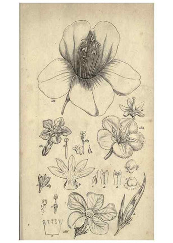 Reproducción/Reproduction 8448495594: A grammar of botany,. London,Longman,1821.