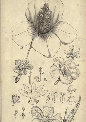 Reproducción/Reproduction 8448495594: A grammar of botany,. London,Longman,1821.