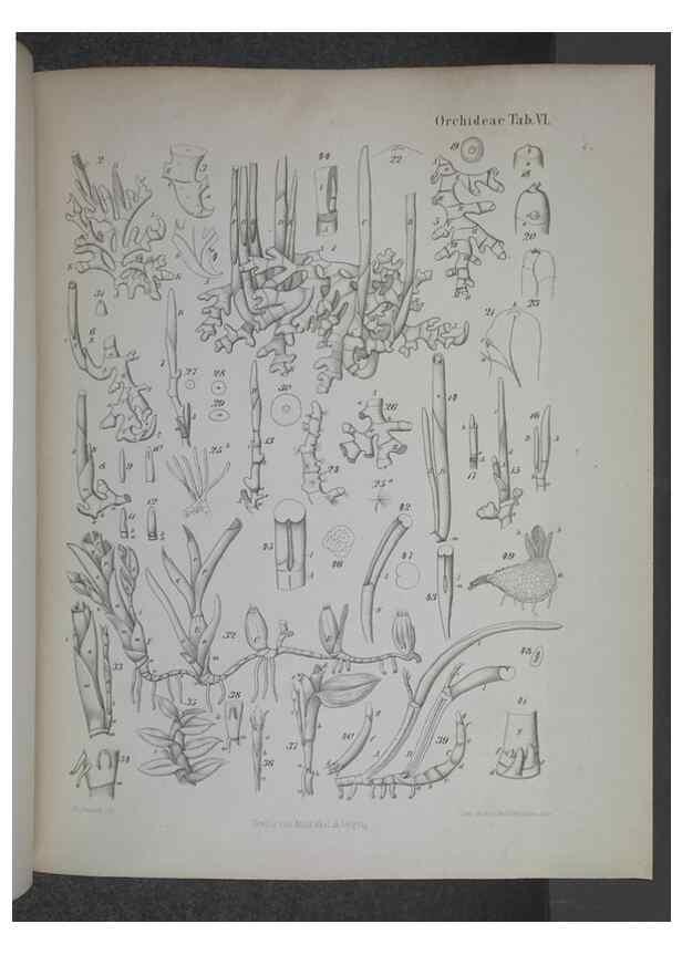 Reproducción/Reproduction 8445284164: Beitrage zur Biologie und Morphologie der Orchideen /. Leipzig :Ambrosius Abel,1853 