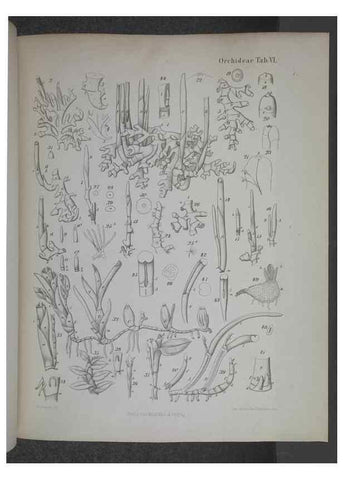 Reproducción/Reproduction 8445284164: Beitrage zur Biologie und Morphologie der Orchideen /. Leipzig :Ambrosius Abel,1853 