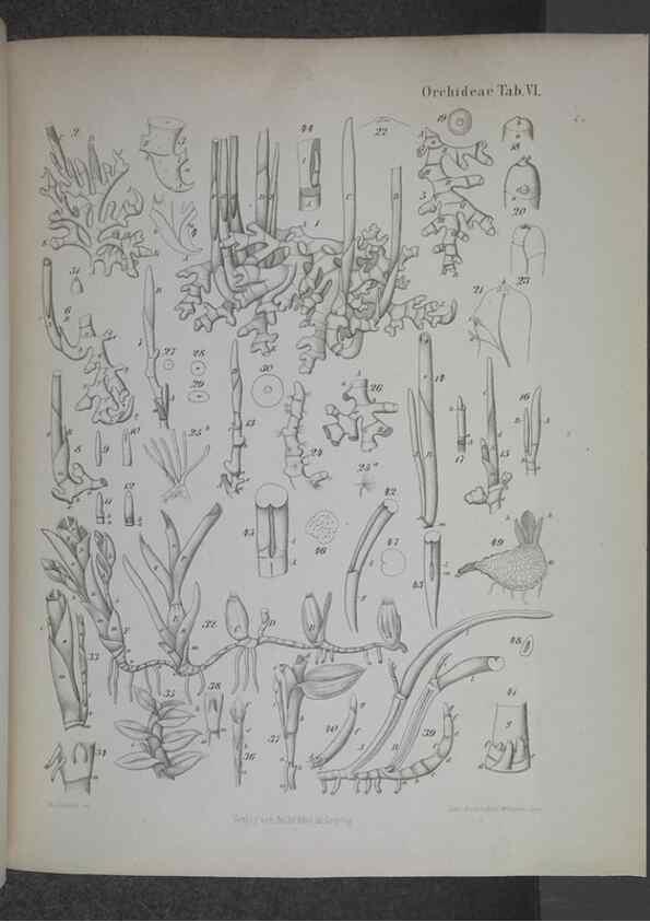 Reproducción/Reproduction 8445284164: Beitrage zur Biologie und Morphologie der Orchideen /. Leipzig :Ambrosius Abel,1853 