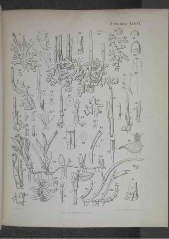 Reproducción/Reproduction 8445284164: Beitrage zur Biologie und Morphologie der Orchideen /. Leipzig :Ambrosius Abel,1853 