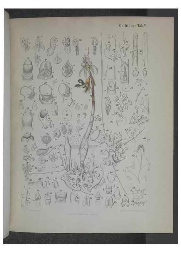 Reproducción/Reproduction 8445283654: Beitrage zur Biologie und Morphologie der Orchideen /. Leipzig :Ambrosius Abel,1853 