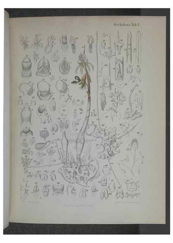 Reproducción/Reproduction 8445283654: Beitrage zur Biologie und Morphologie der Orchideen /. Leipzig :Ambrosius Abel,1853 
