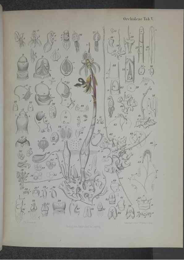 Reproducción/Reproduction 8445283654: Beitrage zur Biologie und Morphologie der Orchideen /. Leipzig :Ambrosius Abel,1853 