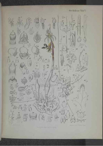 Reproducción/Reproduction 8445283654: Beitrage zur Biologie und Morphologie der Orchideen /. Leipzig :Ambrosius Abel,1853 
