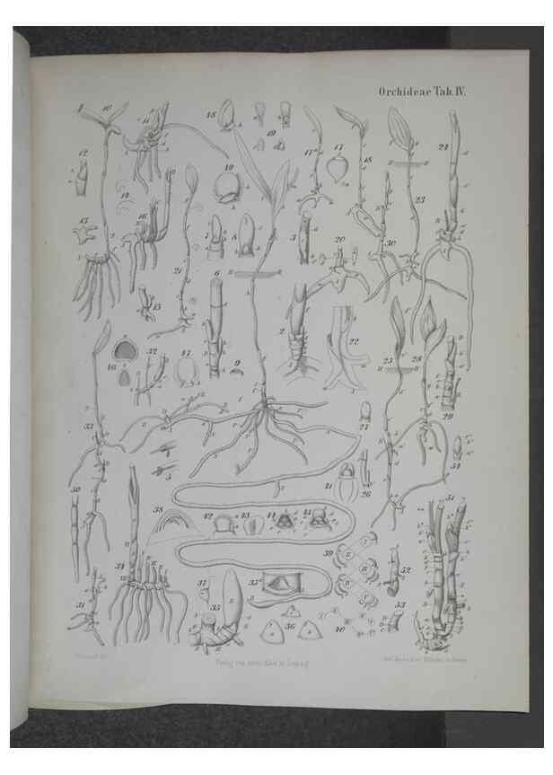 Reproducción/Reproduction 8445283218: Beitrage zur Biologie und Morphologie der Orchideen /. Leipzig :Ambrosius Abel,1853 
