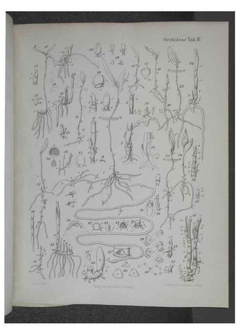Reproducción/Reproduction 8445283218: Beitrage zur Biologie und Morphologie der Orchideen /. Leipzig :Ambrosius Abel,1853 