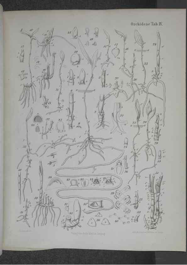 Reproducción/Reproduction 8445283218: Beitrage zur Biologie und Morphologie der Orchideen /. Leipzig :Ambrosius Abel,1853 