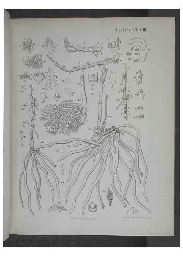 Reproducción/Reproduction 8444195401: Beitrage zur Biologie und Morphologie der Orchideen /. Leipzig :Ambrosius Abel,1853 