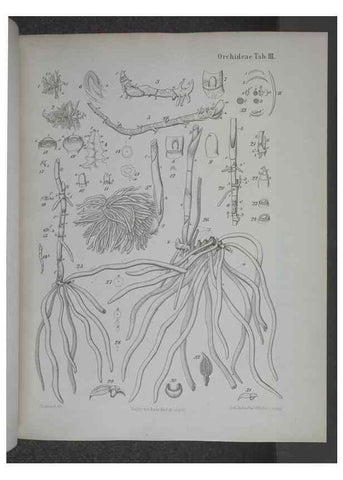 Reproducción/Reproduction 8444195401: Beitrage zur Biologie und Morphologie der Orchideen /. Leipzig :Ambrosius Abel,1853 