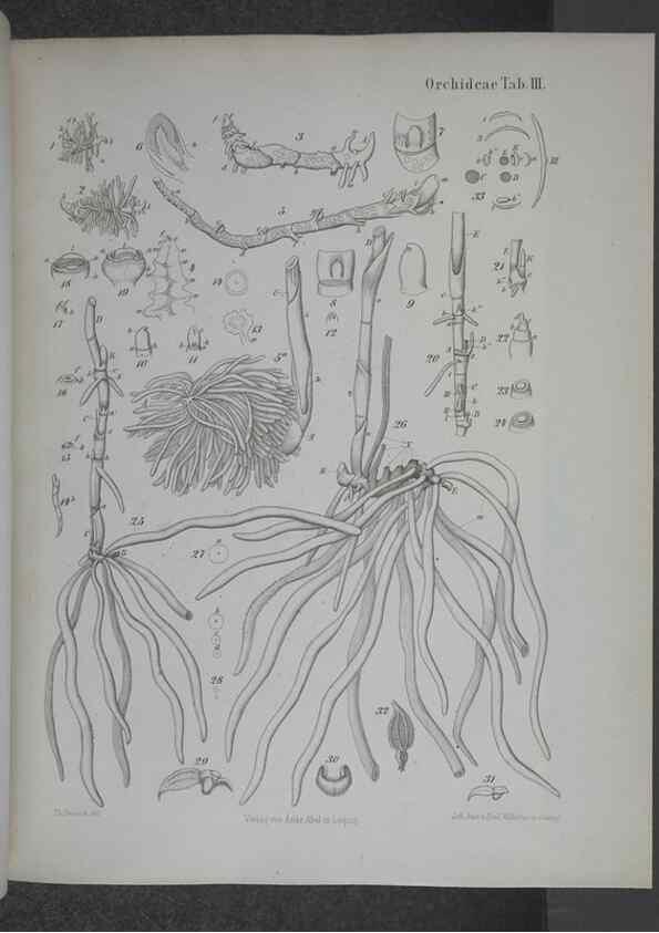 Reproducción/Reproduction 8444195401: Beitrage zur Biologie und Morphologie der Orchideen /. Leipzig :Ambrosius Abel,1853 