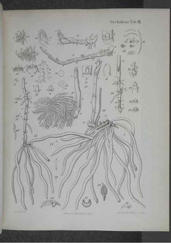 Reproducción/Reproduction 8444195401: Beitrage zur Biologie und Morphologie der Orchideen /. Leipzig :Ambrosius Abel,1853 