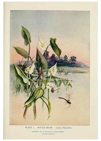 Reproducción/Reproduction 8443980095: A guide to the wild flowers,. New York,Stokes[1899]