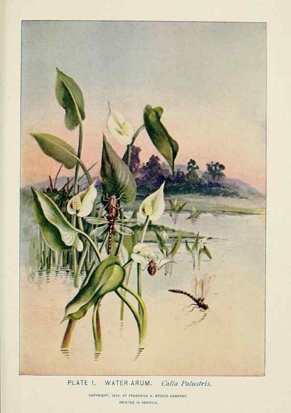 Reproducción/Reproduction 8443980095: A guide to the wild flowers,. New York,Stokes[1899]