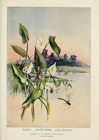 Reproducción/Reproduction 8443980095: A guide to the wild flowers,. New York,Stokes[1899]